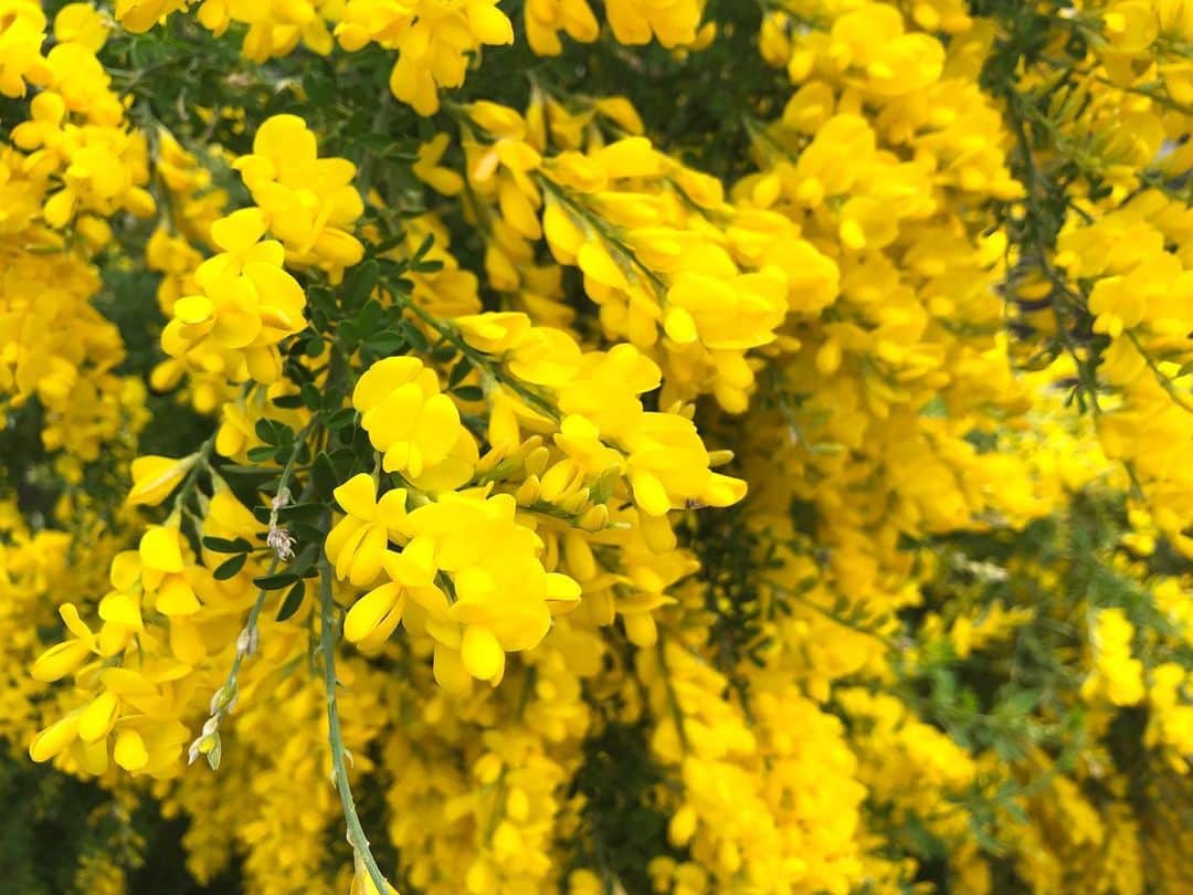 中山美香さんのインスタグラム写真 - (中山美香Instagram)「2020.4.21 エニシダ？ . . . #花 #flower #fleur  #yellow #エニシダ  #yellowflowers #☺︎」4月21日 18時31分 - mika5nakayama