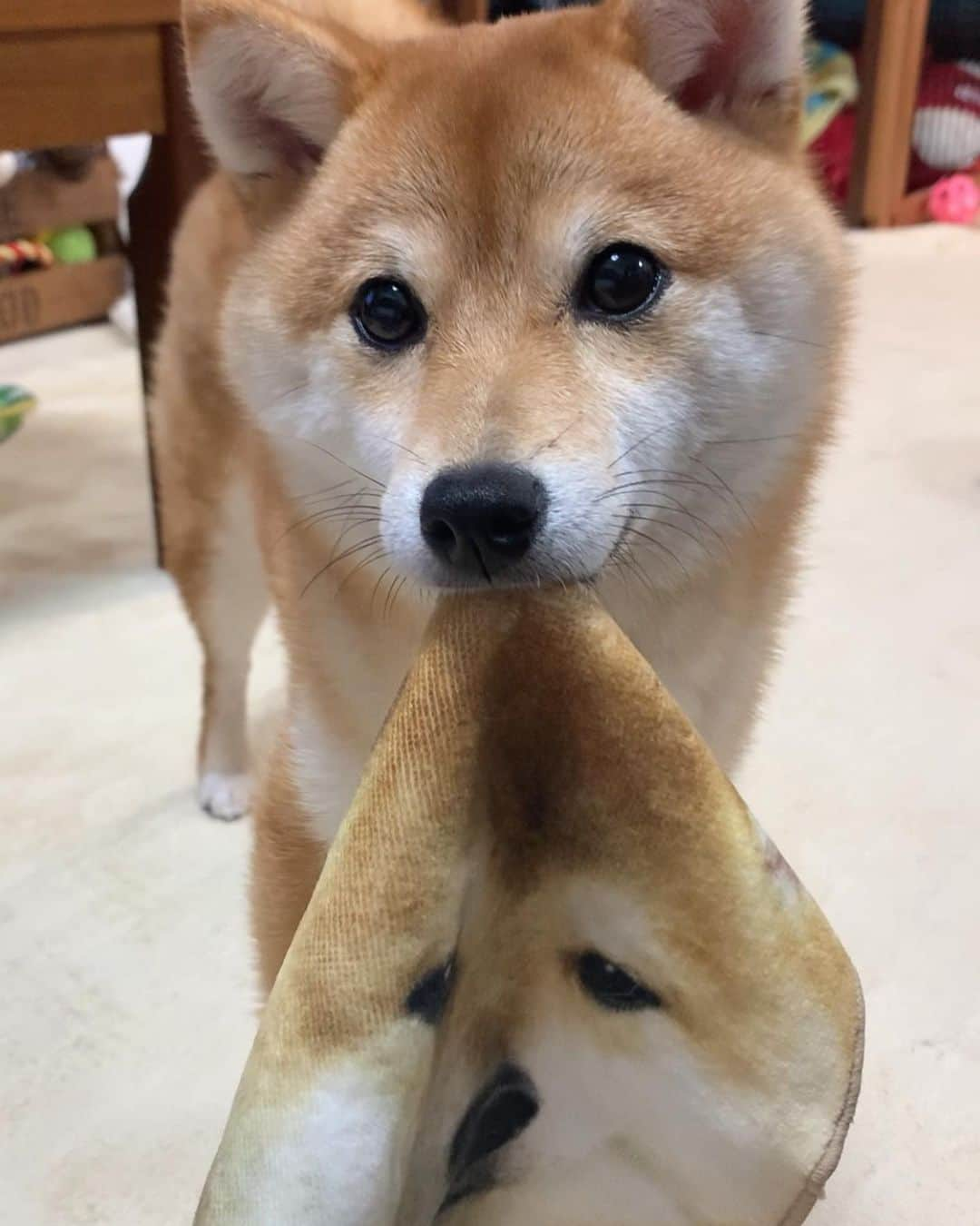 豆柴 サニーちゃんさんのインスタグラム写真 - (豆柴 サニーちゃんInstagram)「. . HELLO〜こんにちわん🐶🐾🌀 . 🐶ママ〜 この子もしばけんでちゅかぁ〜 . . 今日は、フィラリア予防ノミダニ駆除の お薬をもらいに病院行ってきたよ 特に異常なし！ お家に帰ってお薬食べました💮 . 今日の体重 🐻Sunny➡︎5.2kg (3歳8ヶ月) 🐶Rum➡︎3.8kg(7ヶ月) ラムちゃんまだまだ大きくなるかな☺️ . . #柴犬ハンカチ #困り顔みたいな表情 #同じ柴犬だよ #なんでもおもちゃになるね #だいたい何か咥えてる . #柴犬#豆柴 #赤柴#豆柴子犬 #まめしば#いぬのきもち#ふわもこ部 #サンデイ#サンデイいぬ組#anicas#shiba_snap #shibainu#shiba#mameshiba#shibastagram #mameshibapuppy#shibapuppy #豆柴サニーちゃん#豆柴ラムちゃん#さにらむたん #さにらむ2020」4月21日 18時42分 - sunny_rei_32