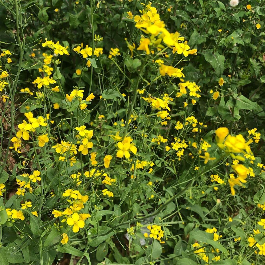 阿部洋子さんのインスタグラム写真 - (阿部洋子Instagram)「❁✿✾ ✾✿❁︎ 生放送に向かう道すがら、 春を発見！  菜の花のなんだか懐かしい香り。 独特な香りよね。 つーんときて青っぽくて春っぽい。  ミツバチ🐝⋆︎*ﾟ∗🐝も飛んでた！  黄色って元気出る。 そして、近ごろ、グリーンが気になる。 なぜや！  #spring #canola #canolaflower flower #菜の花  あたすは、菜の花のおひたしもすき。 からし醤油で食べる派です。」4月21日 19時06分 - hirocoring