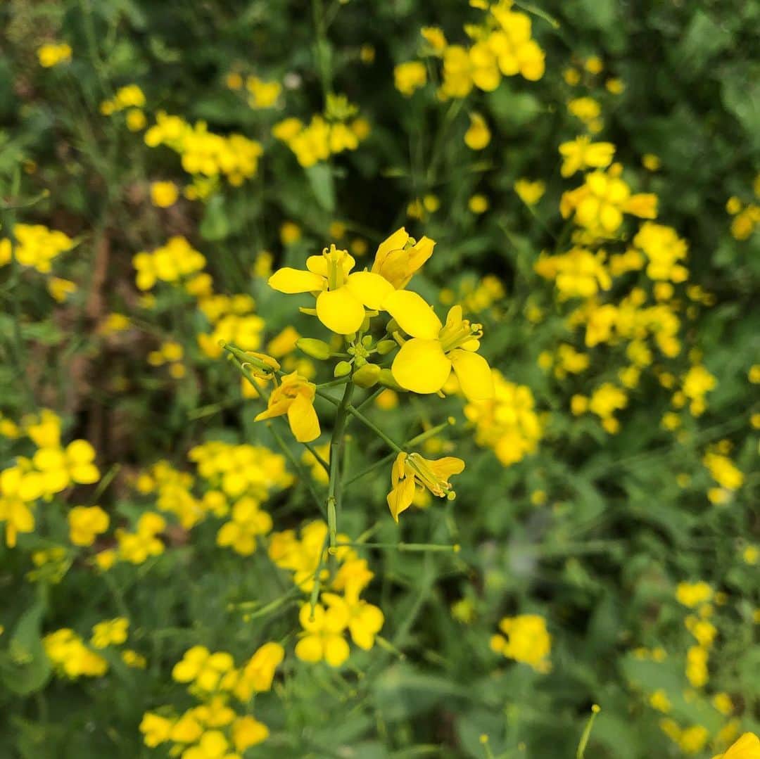 阿部洋子さんのインスタグラム写真 - (阿部洋子Instagram)「❁✿✾ ✾✿❁︎ 生放送に向かう道すがら、 春を発見！  菜の花のなんだか懐かしい香り。 独特な香りよね。 つーんときて青っぽくて春っぽい。  ミツバチ🐝⋆︎*ﾟ∗🐝も飛んでた！  黄色って元気出る。 そして、近ごろ、グリーンが気になる。 なぜや！  #spring #canola #canolaflower flower #菜の花  あたすは、菜の花のおひたしもすき。 からし醤油で食べる派です。」4月21日 19時06分 - hirocoring