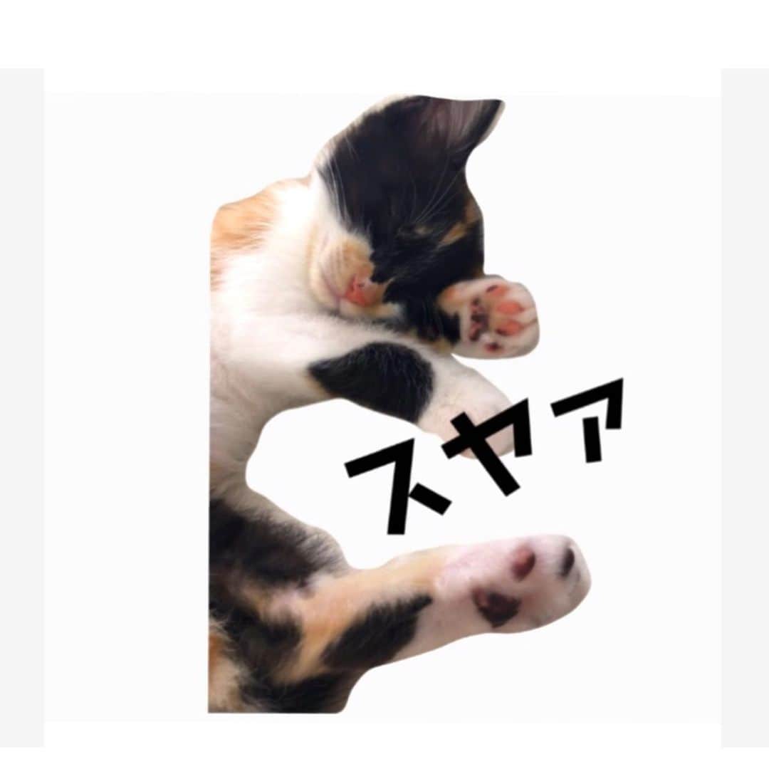 大原海輝さんのインスタグラム写真 - (大原海輝Instagram)「僕の愛猫『うにさま』のスタンプをリリースしました。🐈 LINEで『うにさまスタンプ』と検索すると見れるよー☾」4月21日 19時33分 - umichan1015
