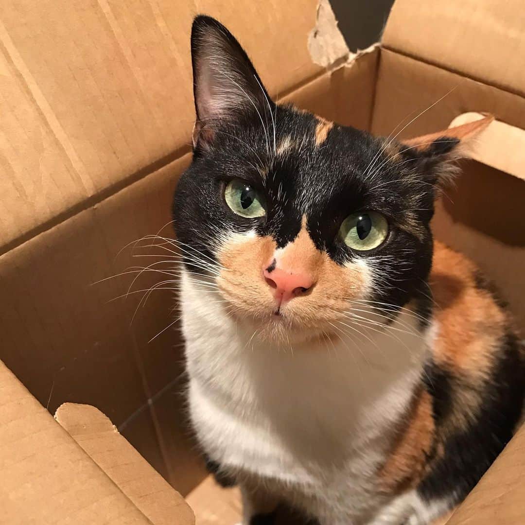 大原海輝のインスタグラム：「僕の愛猫『うにさま』のスタンプをリリースしました。🐈 LINEで『うにさまスタンプ』と検索すると見れるよー☾」