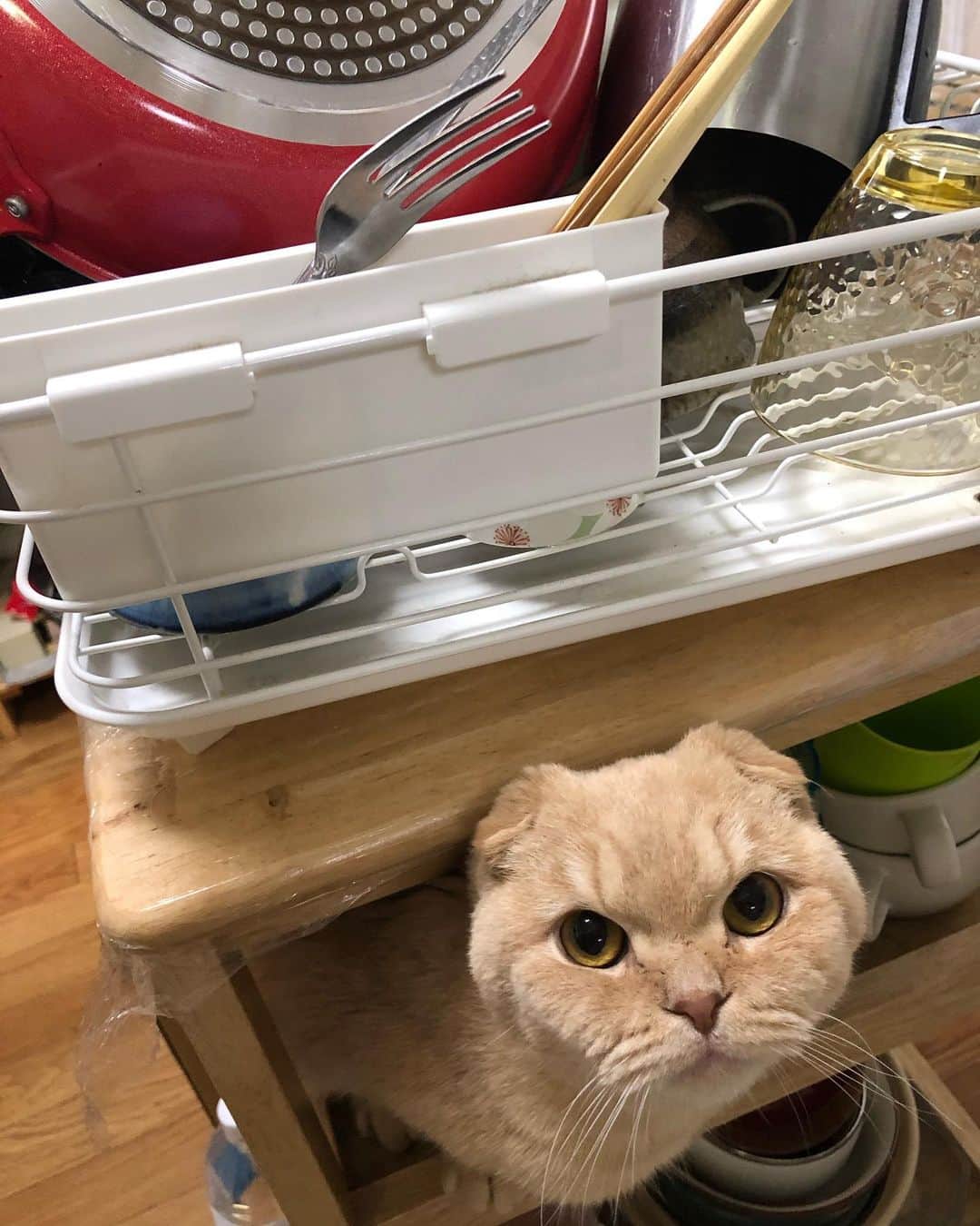 相馬有紀実のインスタグラム：「ん？  じゃないよー！ 食器棚からもへいの顔出てて、めっちゃビックリしたべさー！  私のリアクションがデカかったからかその後しばらく固まるもへい（笑）。 #すこてぃっしゅふぉーるど  #猫  #ねこすたぐらむ  #おれみみスコ #もへい  #自粛 #stayhome  #ビックリ」