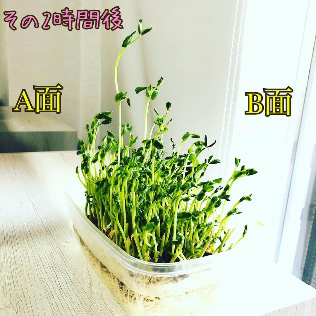 真瀬はるかさんのインスタグラム写真 - (真瀬はるかInstagram)「【豆苗はただ素直に光を求めてる件】 . . 皆様お元気？ 真瀬と真瀬家の豆苗は元気です。笑 . . 今日は日中割と明るかったので、数日前から電球の真下で育ててる豆苗君を、窓際に置いておいたの。 . . 用事を2時間してパッと見たら1枚目！ . . 光の求め方ハンパない！！ . . これはすごいと思ってひっくり返して2時間経ったのが2枚目。日が落ちはじめてるのに1枚目からまたググいとここまで来たんです。 . . で、このまま曲がった豆苗もちょっとなぁ…と思って、夜になっていつもの電球の真下に2時間。すっかりまっすぐ。 . . すごくないですか？！ . . 生きてるんよねぇ。 生きるために一生懸命ただただ光を求めてる事にとても感動した1日でした。 . . 最近日中はずっとオンラインで生徒達とレッスンしてるんだけど、まさにこの豆苗みたいな感じで、こっちだよ〜って照らすと「上手になりたい！」とか「もっと素直に歌える自分になりたい！」っていう想いで、もちろん私も導いてはいるんだけど、ぐいぐい“自分の力で”伸びてきて、あまりの成長ぶりに感動して、歌聴きながら数秒黙っちゃって唸ることもしばしば、、、 . この自分の力でってのが肝で、やっぱり変わる時って、鍵は周りから貰うことあるけど、最後開けるのは自分なんですよねぇ。。。いやぁみんな凄い。先生嬉しい。感動的な毎日をありがとう。 . . 彼女達に負けてはいられないなぁ、、 . . 真瀬も豆苗や彼女達を見習って、もっともっと素直に伸びていきたいので、自分の勉強もより強化だなと思った1日でした。ちゃんちゃん♪ . . #豆苗 #豆苗栽培 #光を求める力に感動✨ #98円で #2度目も食べられるの #素敵すぎ #お値段以上 #トウミョウ ♪ #ファンミーティング来たことある方は分かると思うけど #真瀬も #お値段以上マナセ #を常にモットーにしてます笑 #おうち時間 #日々の暮らしを楽しむ #真瀬はるか」4月21日 20時19分 - harukamanase_official