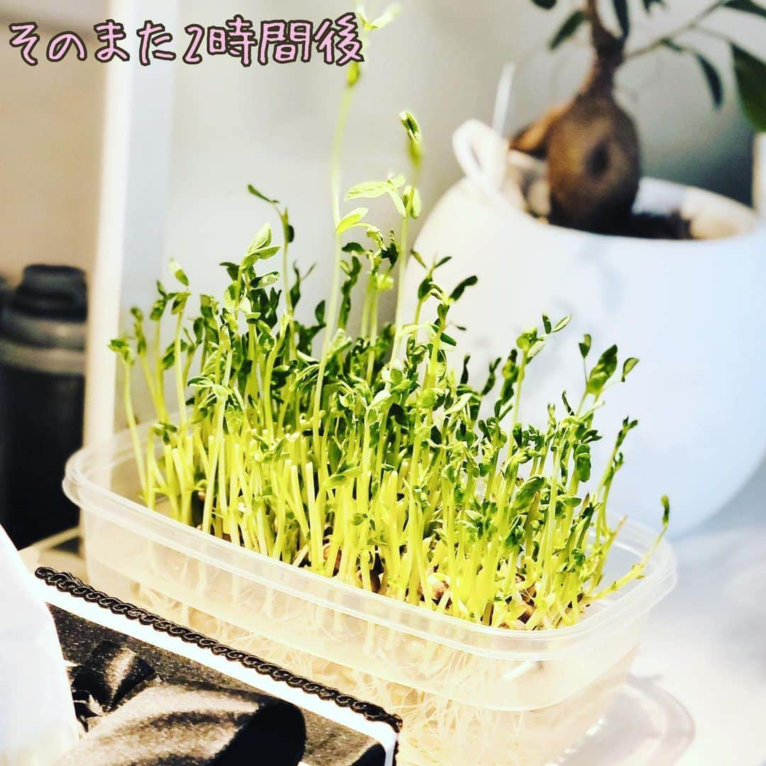 真瀬はるかさんのインスタグラム写真 - (真瀬はるかInstagram)「【豆苗はただ素直に光を求めてる件】 . . 皆様お元気？ 真瀬と真瀬家の豆苗は元気です。笑 . . 今日は日中割と明るかったので、数日前から電球の真下で育ててる豆苗君を、窓際に置いておいたの。 . . 用事を2時間してパッと見たら1枚目！ . . 光の求め方ハンパない！！ . . これはすごいと思ってひっくり返して2時間経ったのが2枚目。日が落ちはじめてるのに1枚目からまたググいとここまで来たんです。 . . で、このまま曲がった豆苗もちょっとなぁ…と思って、夜になっていつもの電球の真下に2時間。すっかりまっすぐ。 . . すごくないですか？！ . . 生きてるんよねぇ。 生きるために一生懸命ただただ光を求めてる事にとても感動した1日でした。 . . 最近日中はずっとオンラインで生徒達とレッスンしてるんだけど、まさにこの豆苗みたいな感じで、こっちだよ〜って照らすと「上手になりたい！」とか「もっと素直に歌える自分になりたい！」っていう想いで、もちろん私も導いてはいるんだけど、ぐいぐい“自分の力で”伸びてきて、あまりの成長ぶりに感動して、歌聴きながら数秒黙っちゃって唸ることもしばしば、、、 . この自分の力でってのが肝で、やっぱり変わる時って、鍵は周りから貰うことあるけど、最後開けるのは自分なんですよねぇ。。。いやぁみんな凄い。先生嬉しい。感動的な毎日をありがとう。 . . 彼女達に負けてはいられないなぁ、、 . . 真瀬も豆苗や彼女達を見習って、もっともっと素直に伸びていきたいので、自分の勉強もより強化だなと思った1日でした。ちゃんちゃん♪ . . #豆苗 #豆苗栽培 #光を求める力に感動✨ #98円で #2度目も食べられるの #素敵すぎ #お値段以上 #トウミョウ ♪ #ファンミーティング来たことある方は分かると思うけど #真瀬も #お値段以上マナセ #を常にモットーにしてます笑 #おうち時間 #日々の暮らしを楽しむ #真瀬はるか」4月21日 20時19分 - harukamanase_official