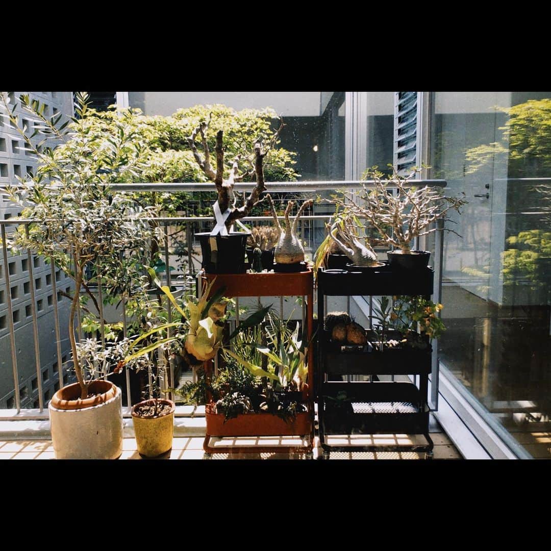 池田大のインスタグラム：「日々植物を愛でて生活しています。」