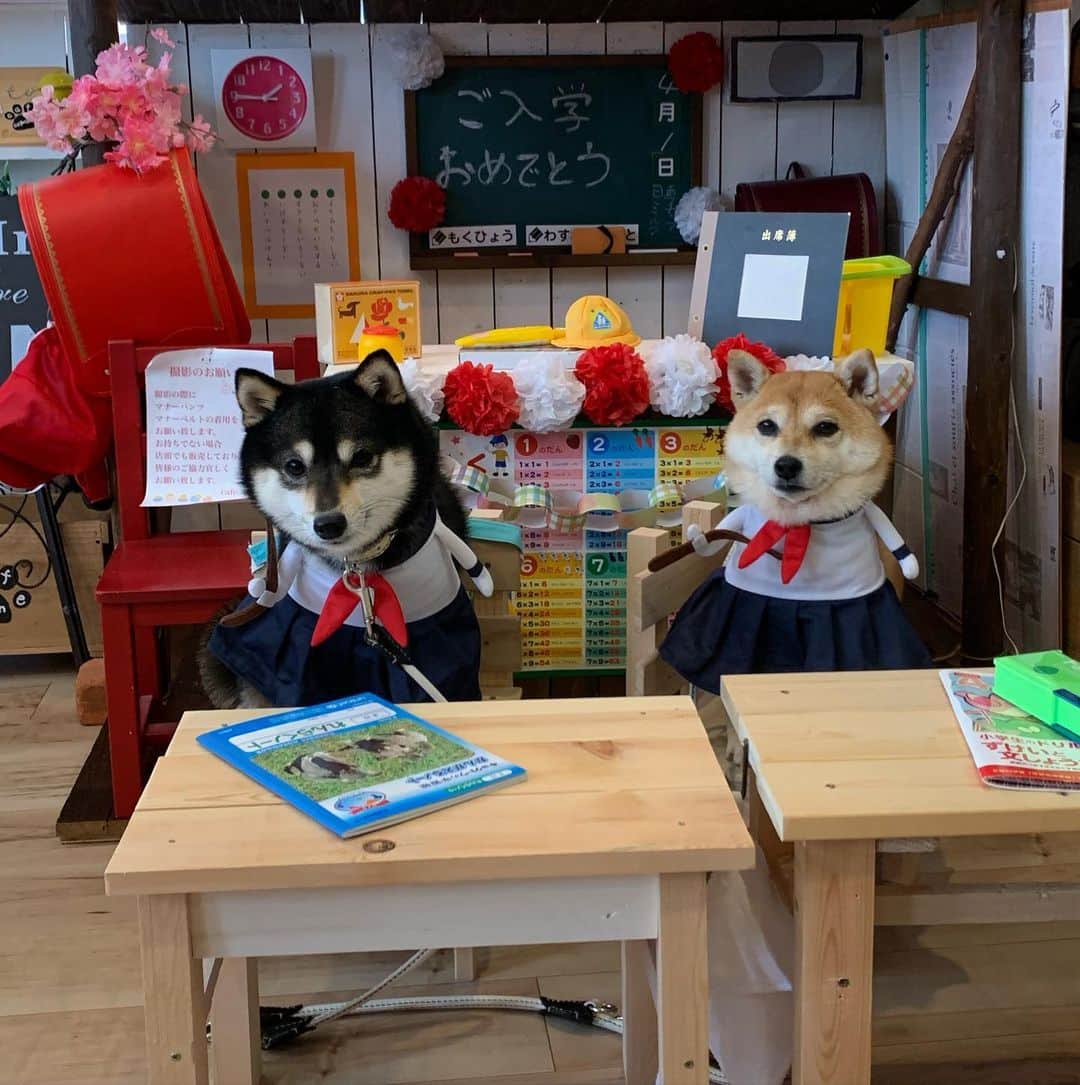 豆柴なつ&ふゆのインスタグラム