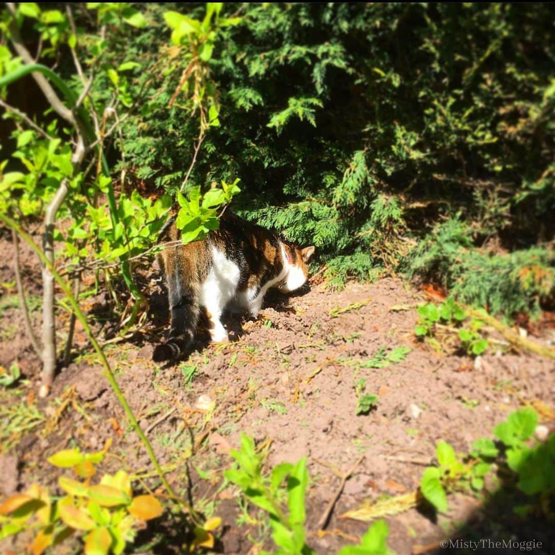 のインスタグラム：「Lapping up the daytime sun!」