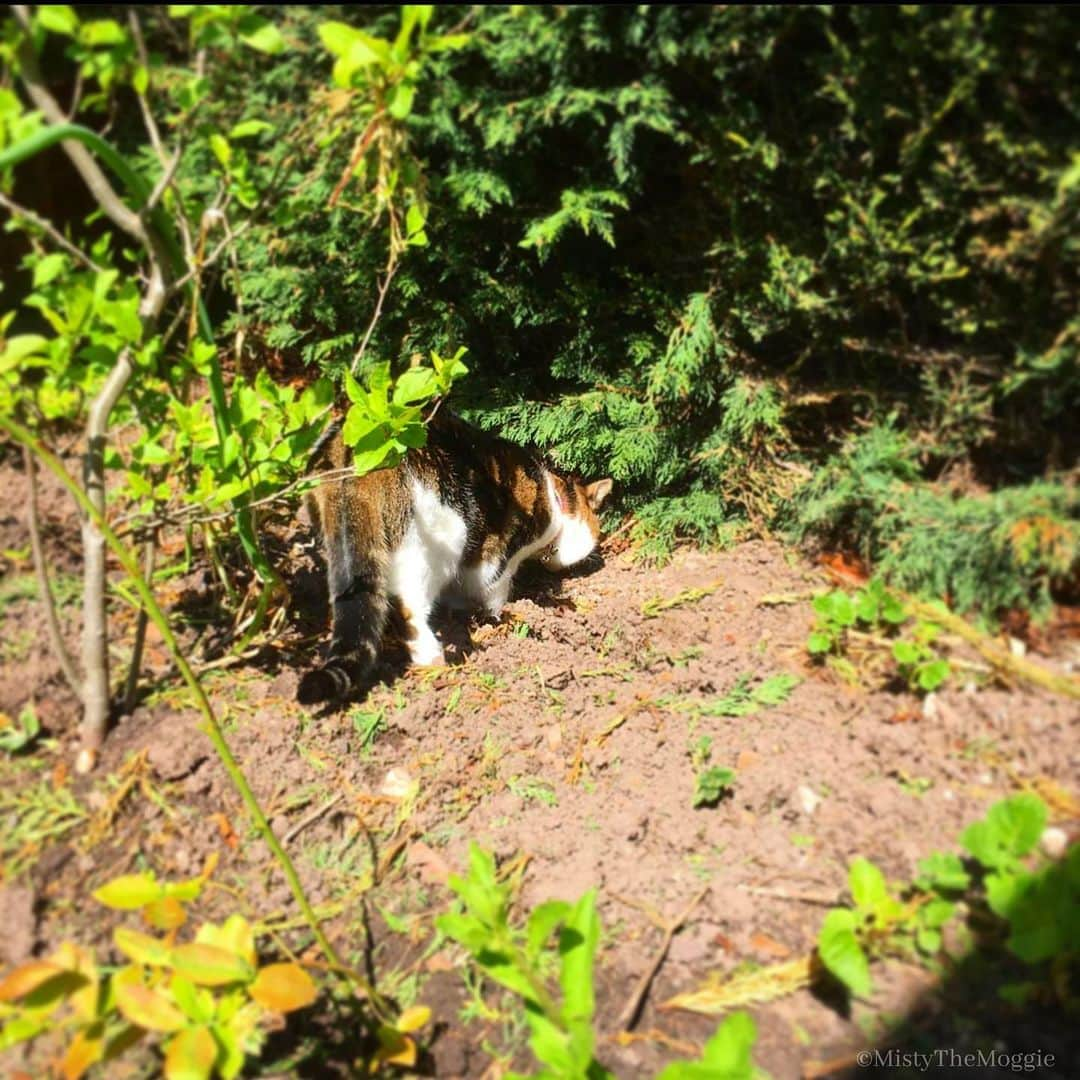 Misty The Moggieのインスタグラム：「Lapping up the daytime sun!」