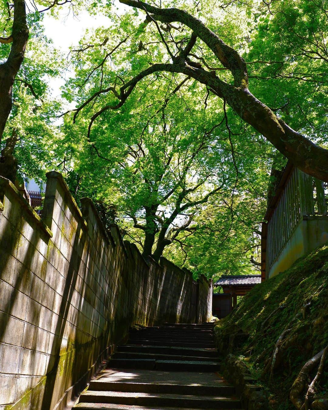 豊大槻さんのインスタグラム写真 - (豊大槻Instagram)「#approach  #kyoto  #法輪寺」4月21日 21時14分 - yutakachi