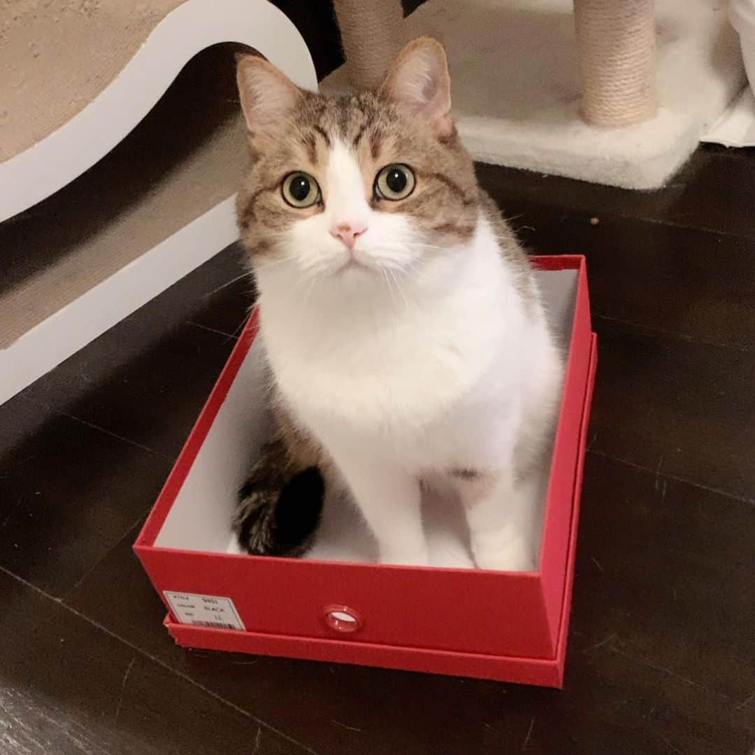 miuさんのインスタグラム写真 - (miuInstagram)「箱が良く似合うね💓  #cat #ミックス猫 #スコッティッシュフォールド #チンチラ #にゃ #猫 #かわいい #ペコねこ部 #みう  #甘えん坊 #ねこ #猫好きさんと繋がりたい #にゃんすたぐらむ #にゃんだふるらいふ #ねこすたぐらむ #picneko #ピクネコ #猫のいる生活」4月21日 21時44分 - miugram0126