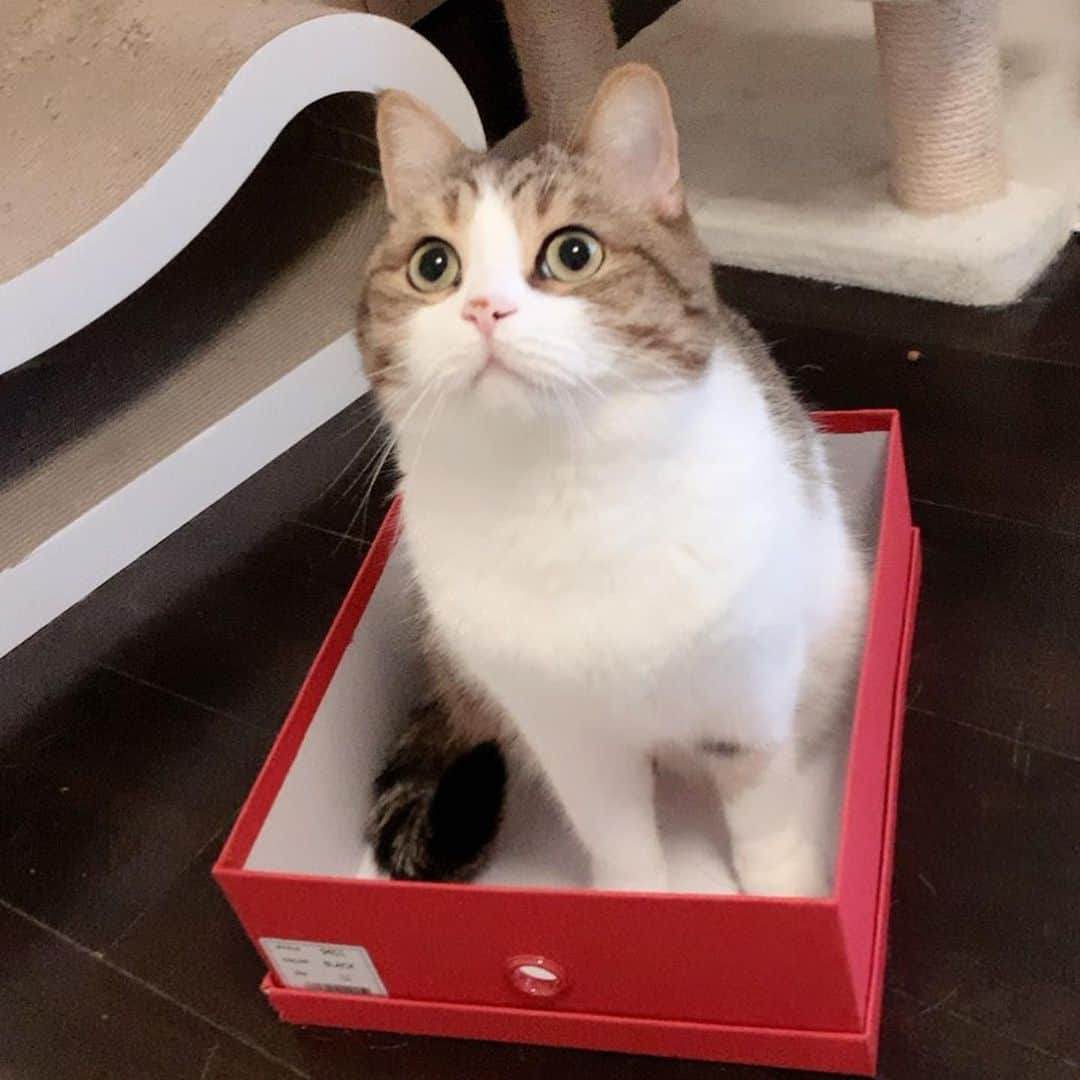 miuさんのインスタグラム写真 - (miuInstagram)「箱が良く似合うね💓  #cat #ミックス猫 #スコッティッシュフォールド #チンチラ #にゃ #猫 #かわいい #ペコねこ部 #みう  #甘えん坊 #ねこ #猫好きさんと繋がりたい #にゃんすたぐらむ #にゃんだふるらいふ #ねこすたぐらむ #picneko #ピクネコ #猫のいる生活」4月21日 21時44分 - miugram0126