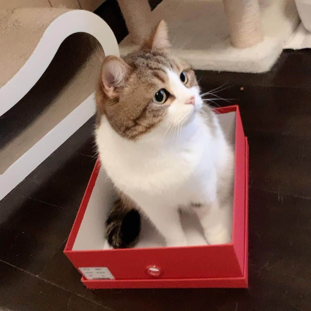 miuさんのインスタグラム写真 - (miuInstagram)「箱が良く似合うね💓  #cat #ミックス猫 #スコッティッシュフォールド #チンチラ #にゃ #猫 #かわいい #ペコねこ部 #みう  #甘えん坊 #ねこ #猫好きさんと繋がりたい #にゃんすたぐらむ #にゃんだふるらいふ #ねこすたぐらむ #picneko #ピクネコ #猫のいる生活」4月21日 21時44分 - miugram0126