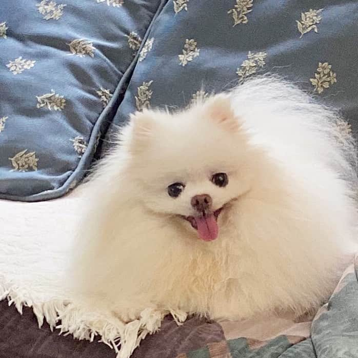 JEWELのインスタグラム：「Try social distancing from this fluff! 🐶🥰😘#idareyou #pomeranian #puppiesofinstagram #weeklyfluff #dogstagram #9gag #buzzfeeddogs #petstagram #dogoftheday」