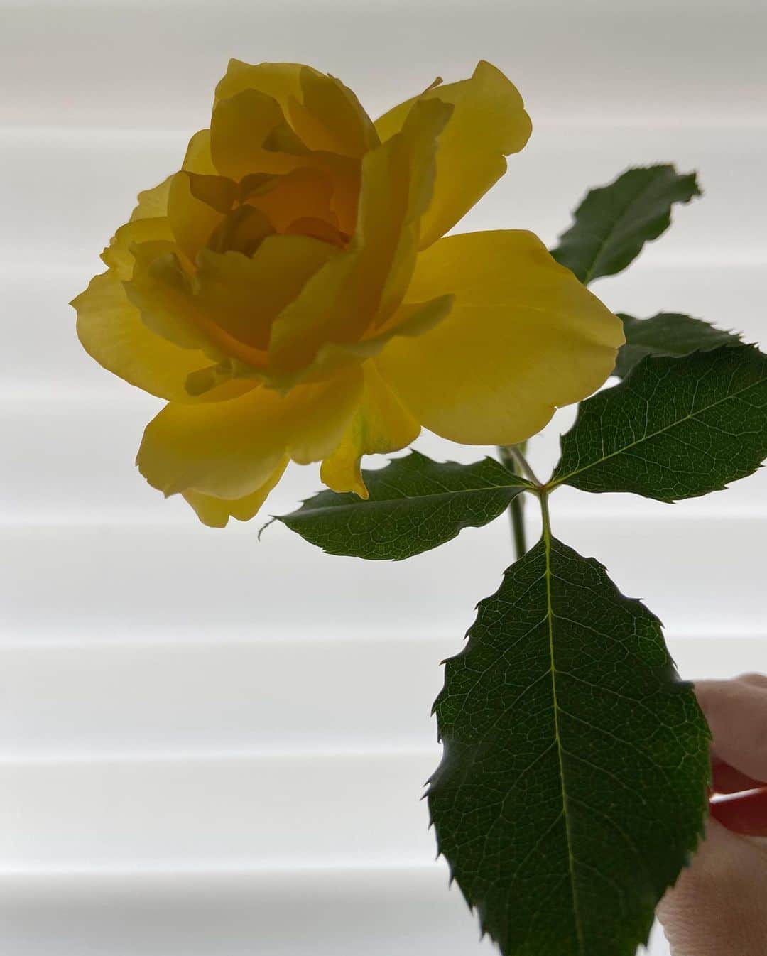 AKIKOのインスタグラム：「«Up close and personal»  I recently discovered how this window with white blinds acts like a light box and now I can’t stop taking pictures of objects in front of it🙃」