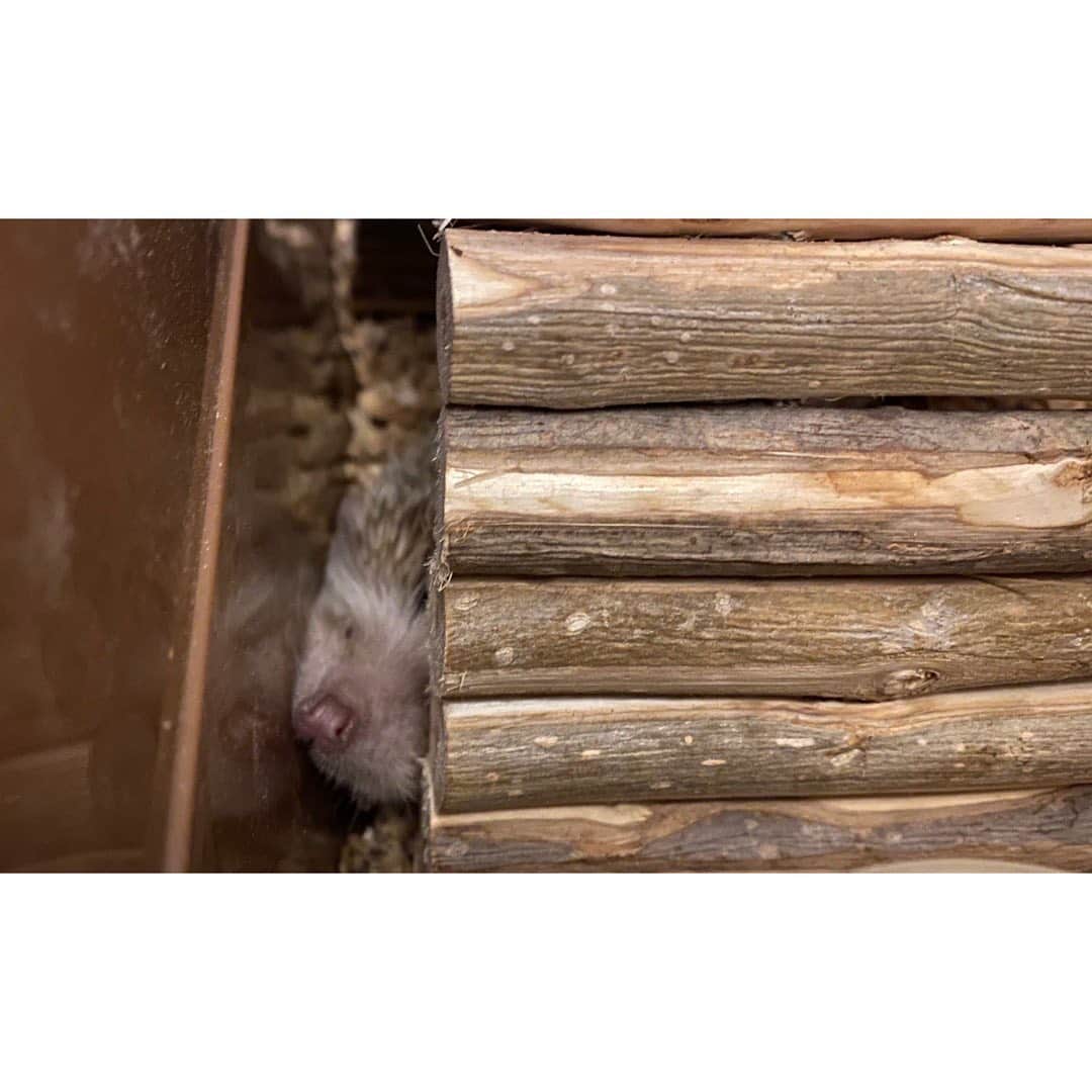Kento Tarumiのインスタグラム：「_ . やっとおうちに慣れてきたかな🦔 . .」