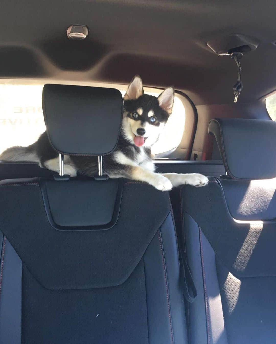 アリソン・バン・アイトバンクさんのインスタグラム写真 - (アリソン・バン・アイトバンクInstagram)「Happy Birthday Balto boy! 🎂😘🥳🐶 #1yearold #balto #happydog」4月21日 22時54分 - alison_van_uytvanck