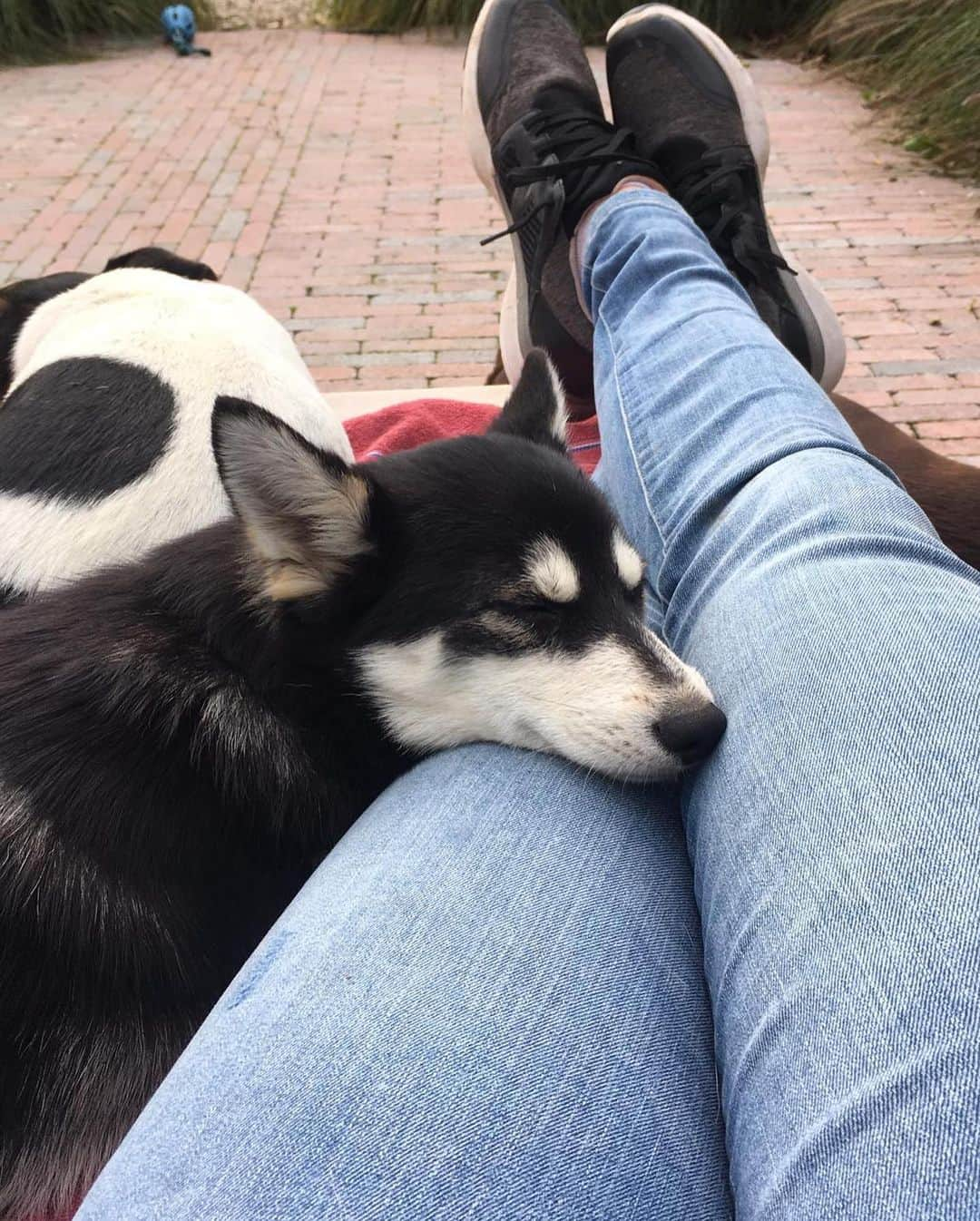 アリソン・バン・アイトバンクさんのインスタグラム写真 - (アリソン・バン・アイトバンクInstagram)「Happy Birthday Balto boy! 🎂😘🥳🐶 #1yearold #balto #happydog」4月21日 22時54分 - alison_van_uytvanck