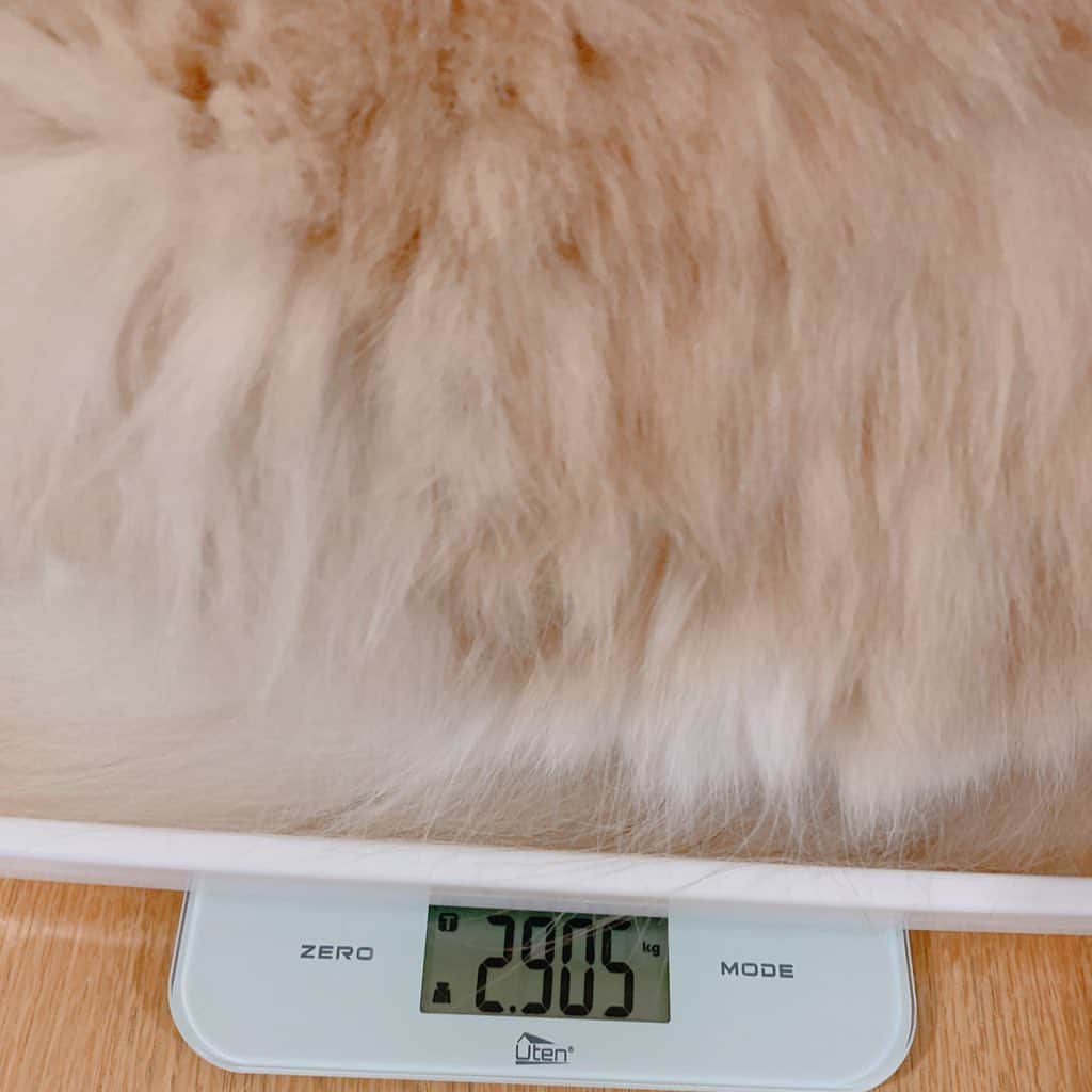 のんたさんのインスタグラム写真 - (のんたInstagram)「＼㊗️ぼーちゃんが2.9kgを記録㊗️／ ごはんがんばって食べてるもんね！ たまーにキッチンで秘密のおやつ食べてるもんね！ あー嬉しいなぁー！目標だった2.8kgを超えてくれてほんとに嬉しい😆このまま大台に乗りますように🙏 ・ #scottishfold #catstagram_japan #catsofinstagram #cats_of_instagram#catoftheday #ilovemycat #bestmeow #catlover #cutecat #kittensofinstagram #cute #スコティッシュフォールド」4月21日 22時55分 - utacci