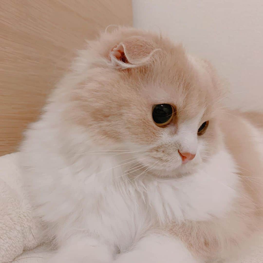 のんたのインスタグラム：「＼㊗️ぼーちゃんが2.9kgを記録㊗️／ ごはんがんばって食べてるもんね！ たまーにキッチンで秘密のおやつ食べてるもんね！ あー嬉しいなぁー！目標だった2.8kgを超えてくれてほんとに嬉しい😆このまま大台に乗りますように🙏 ・ #scottishfold #catstagram_japan #catsofinstagram #cats_of_instagram#catoftheday #ilovemycat #bestmeow #catlover #cutecat #kittensofinstagram #cute #スコティッシュフォールド」