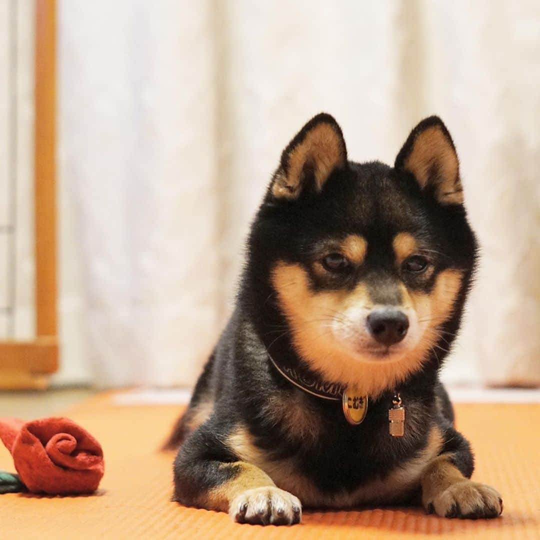 黒豆柴こむぎさんのインスタグラム写真 - (黒豆柴こむぎInstagram)「おもちゃ🥀持ってこいした後、休憩中😌2020.04.21  #持ってこい #黒豆柴こむぎ #黒豆柴 #豆柴 #黒柴 #黑柴 #柴犬 #柴 #まめしば #しばいぬ #しば #mameshiba #kuroshiba #shibainu #shiba #shibalove #shibalovers #shibastagram #shiba_snap #shibasofinstagram #ふわもこ部 #pecoいぬ部 #いぬら部 #proudshibas #thedailyshibainu #ここ柴部 #いぬのきもち #todayswanko #rakutenpet #9gagcute」4月21日 22時51分 - komugi_1207