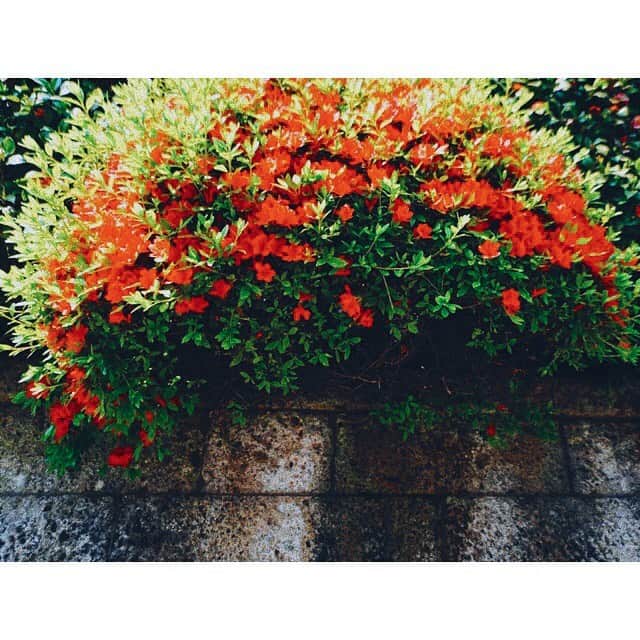 金田和樹さんのインスタグラム写真 - (金田和樹Instagram)「散りゆくも咲🌺☀️📷」4月21日 23時26分 - kaneman.jp