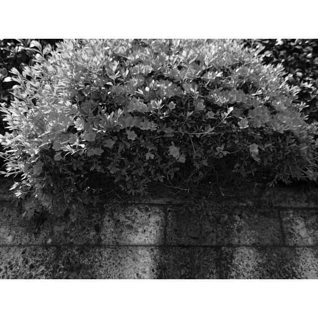 金田和樹のインスタグラム：「散りゆくも咲🌺☀️📷」