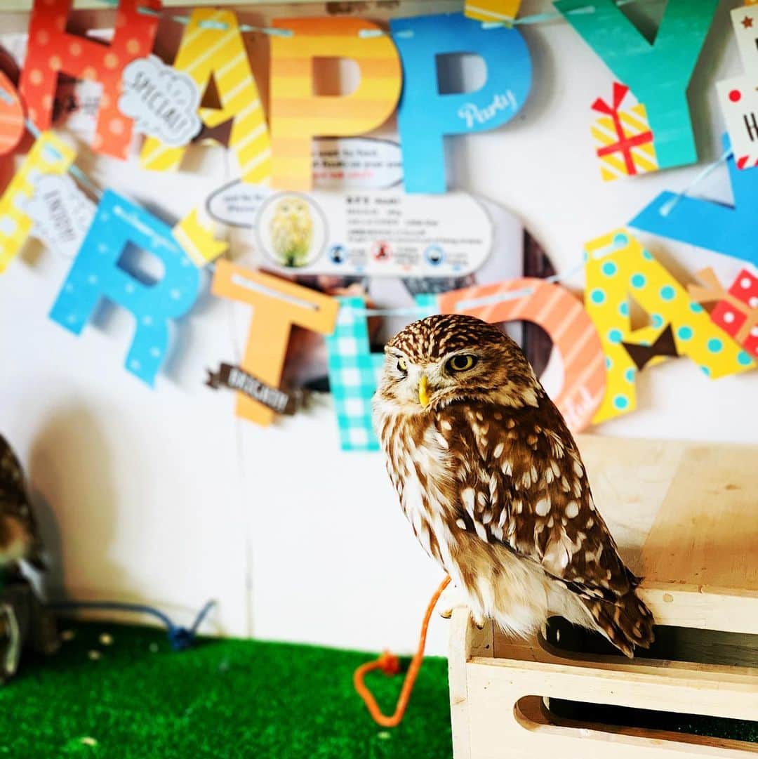 川和真奈美のインスタグラム：「Happy Birthday Azuki  #Owl #ふくろう #癒しの空間」