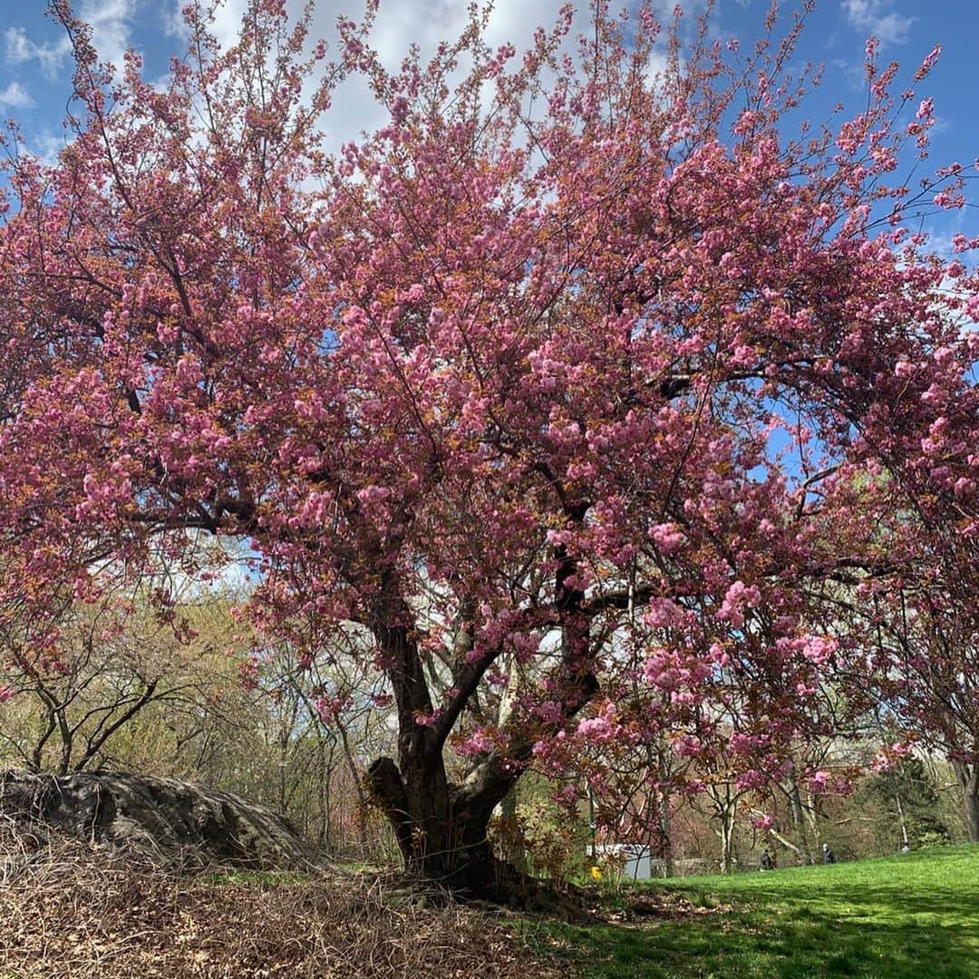 マルガリータ・レヴィエヴァさんのインスタグラム写真 - (マルガリータ・レヴィエヴァInstagram)「THANK YOU CENTRAL PARK.... This lifted my heart, when it was feeling quite low.  Want to share some spring beauty with you all.... perhaps it will do the same...much love, m.  #nyc #i❤️u #naturesmedicine 🌸🌸🌸」4月21日 23時44分 - margaritalevieva