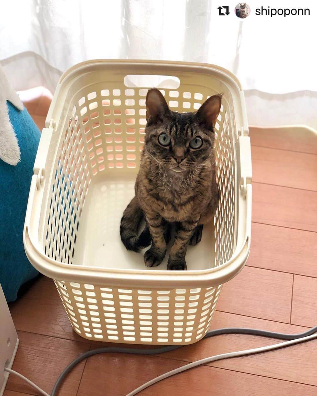 ねこさんのインスタグラム写真 - (ねこInstagram)「【#ねこは人を笑顔にする】❣️ 洗濯カゴにちょこん😸👚🌞なんだなんだ〜？！干しちゃうぞ〜😍😍🌬 @shipoponn さん、ありがとう🐑💕 #Repost @shipoponn with @make_repost ・・・ お洗濯物干し終わって振り返ったら、カゴにちょこんと収まってた😂💕 * * 2020-04-22  #デボンレックス #猫 #ねこ #にゃんこ #にゃんすたぐらむ #ねこ部 #ねこのいる暮らし #ねこのきもち部 #アラン #devonrex #cat #kitty #tabby #mackereltabby #allant #sakuraquiet #catstagram_japan #instacat #catgram  #cats_of_instagrams #sippo #朝ワンコ夕ニャンコ #ねこは人を笑顔にする #カゴ猫」4月22日 10時06分 - neko_magazine