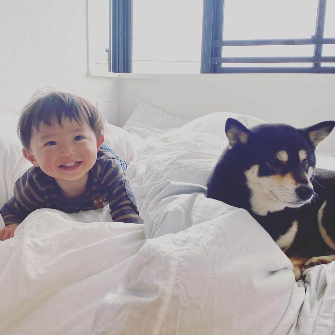 vo_coのインスタグラム：「🧒🏻🐶 夫婦共に在宅 小僧は保育園休園で自宅保育 産まれた時以来くらい、一緒に過ごす時間が長くなってマス 仕事してる時は朝の保育園送り前の1時間以外は寝顔しか見れなかったから、それ自体は喜ばしいけど、1日中はさすがに疲れる😂 ・ひたすらじゃれついてくる ・甘噛みじゃない本気噛みをしてくる ・電池切れるとぱたんと寝落ちる ・叱っても意に介せず寧ろさらに興奮する あれ…なんかこの既視感なんだろ… と考えて至った結論  1歳半の男児 = 子犬  と同じである！ こたつがうちにきたばかりの時とほぼ同じ！ はるが子犬の頃は締めまくっていたこたつ 子犬弟にはしょっちゅう唸ってるけど、締めてないだけマシと思うことにしよう笑 * #子犬と同じ #つまりはめちゃくちゃかわいいってことよ #こたつとぼくちゃん  #shibastagram #instashiba #shiba #shibainu #黒柴 #柴犬」