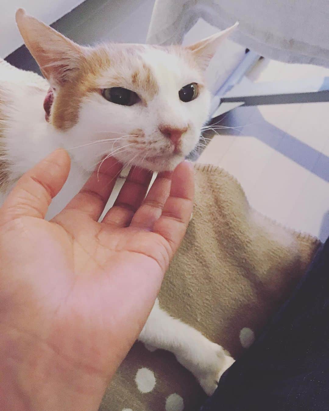 猫沢エミさんのインスタグラム写真 - (猫沢エミInstagram)「イオちゃん✨...キミの気高い美しさで、シャーロック鑑賞がぜんぜん進みませんよ。  #猫沢イオ」4月22日 1時49分 - necozawaemi