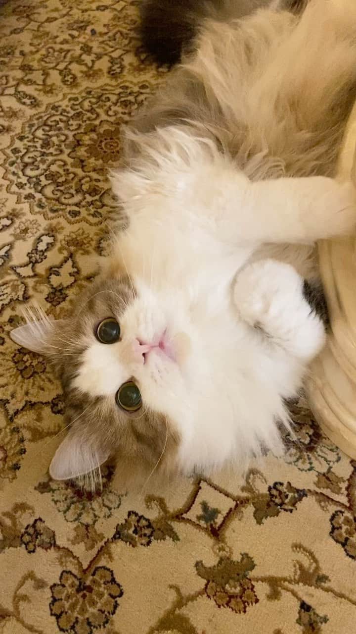 マンチカンのココ王子のインスタグラム：「寝るのに猫部屋に連れて行こうとしたら、可愛く転がってるので、お紐遊びを😁  IGTV初めてしてみた😅  #ミヌエット#minuetcat#cat#kawaii#cute#catof instagram#catlover」