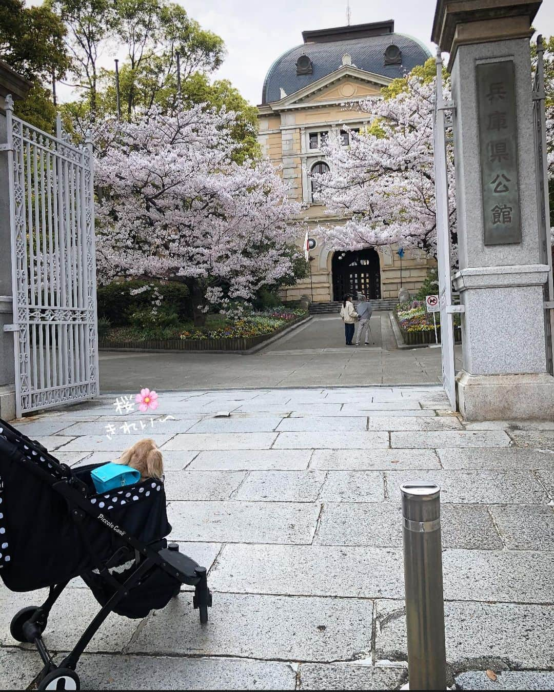 チズさんのインスタグラム写真 - (チズInstagram)「毎年訪れる🌸お花見スポット🌸 シニア🐶になると来年も この光景見せてあげれるようにと 願うばかり🙇‍♀️ ずっーと元気🐕🐾でいてよ😭  今年は自粛続きで寂しい春だけど 去年と変わらない桜の姿に自然のパワーを もらえた気がします💕  撮影📷R2.4.1  #兵庫県公館 #花見スポット #神戸#桜スポット巡り #エンジョイ！シニアライフ 🌱 #Mダックス#ダックス#ミニチュアダックス #親父犬#シニア犬#ミニチュアダックスフンド #ミニチュアダックスクリーム#短足部 #短足犬#カニンヘンダックス #ダックス14歳#カニンヘンダックスフンド#犬は家族#犬のいる生活#インスタでわんこみるのが日課 ♡♡」4月22日 2時57分 - sqi.chizu