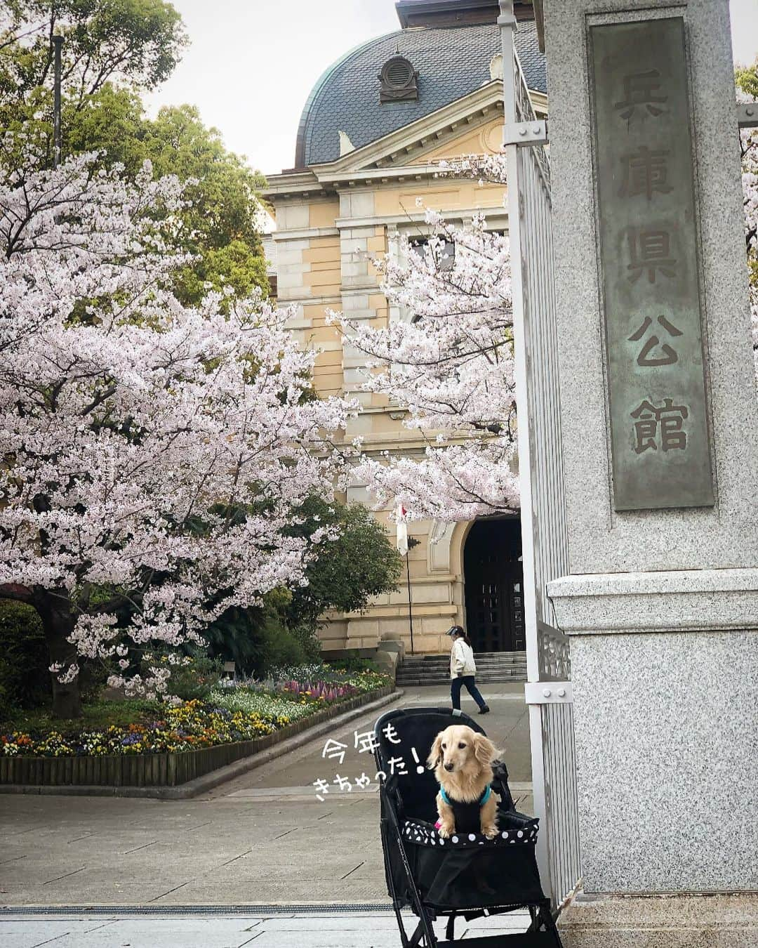 チズさんのインスタグラム写真 - (チズInstagram)「毎年訪れる🌸お花見スポット🌸 シニア🐶になると来年も この光景見せてあげれるようにと 願うばかり🙇‍♀️ ずっーと元気🐕🐾でいてよ😭  今年は自粛続きで寂しい春だけど 去年と変わらない桜の姿に自然のパワーを もらえた気がします💕  撮影📷R2.4.1  #兵庫県公館 #花見スポット #神戸#桜スポット巡り #エンジョイ！シニアライフ 🌱 #Mダックス#ダックス#ミニチュアダックス #親父犬#シニア犬#ミニチュアダックスフンド #ミニチュアダックスクリーム#短足部 #短足犬#カニンヘンダックス #ダックス14歳#カニンヘンダックスフンド#犬は家族#犬のいる生活#インスタでわんこみるのが日課 ♡♡」4月22日 2時57分 - sqi.chizu