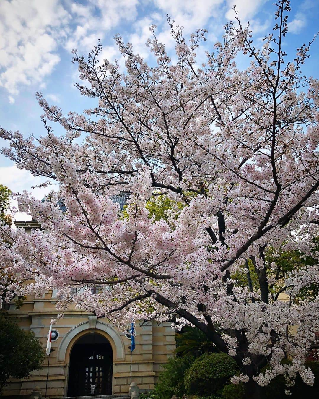 チズさんのインスタグラム写真 - (チズInstagram)「毎年訪れる🌸お花見スポット🌸 シニア🐶になると来年も この光景見せてあげれるようにと 願うばかり🙇‍♀️ ずっーと元気🐕🐾でいてよ😭  今年は自粛続きで寂しい春だけど 去年と変わらない桜の姿に自然のパワーを もらえた気がします💕  撮影📷R2.4.1  #兵庫県公館 #花見スポット #神戸#桜スポット巡り #エンジョイ！シニアライフ 🌱 #Mダックス#ダックス#ミニチュアダックス #親父犬#シニア犬#ミニチュアダックスフンド #ミニチュアダックスクリーム#短足部 #短足犬#カニンヘンダックス #ダックス14歳#カニンヘンダックスフンド#犬は家族#犬のいる生活#インスタでわんこみるのが日課 ♡♡」4月22日 2時57分 - sqi.chizu