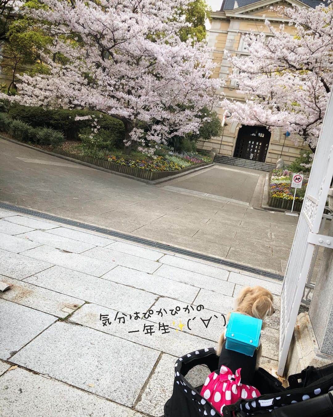 チズさんのインスタグラム写真 - (チズInstagram)「毎年訪れる🌸お花見スポット🌸 シニア🐶になると来年も この光景見せてあげれるようにと 願うばかり🙇‍♀️ ずっーと元気🐕🐾でいてよ😭  今年は自粛続きで寂しい春だけど 去年と変わらない桜の姿に自然のパワーを もらえた気がします💕  撮影📷R2.4.1  #兵庫県公館 #花見スポット #神戸#桜スポット巡り #エンジョイ！シニアライフ 🌱 #Mダックス#ダックス#ミニチュアダックス #親父犬#シニア犬#ミニチュアダックスフンド #ミニチュアダックスクリーム#短足部 #短足犬#カニンヘンダックス #ダックス14歳#カニンヘンダックスフンド#犬は家族#犬のいる生活#インスタでわんこみるのが日課 ♡♡」4月22日 2時57分 - sqi.chizu