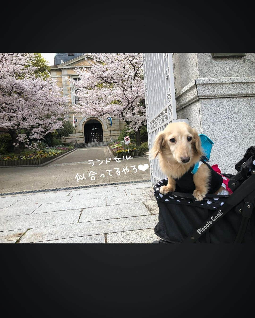 チズさんのインスタグラム写真 - (チズInstagram)「毎年訪れる🌸お花見スポット🌸 シニア🐶になると来年も この光景見せてあげれるようにと 願うばかり🙇‍♀️ ずっーと元気🐕🐾でいてよ😭  今年は自粛続きで寂しい春だけど 去年と変わらない桜の姿に自然のパワーを もらえた気がします💕  撮影📷R2.4.1  #兵庫県公館 #花見スポット #神戸#桜スポット巡り #エンジョイ！シニアライフ 🌱 #Mダックス#ダックス#ミニチュアダックス #親父犬#シニア犬#ミニチュアダックスフンド #ミニチュアダックスクリーム#短足部 #短足犬#カニンヘンダックス #ダックス14歳#カニンヘンダックスフンド#犬は家族#犬のいる生活#インスタでわんこみるのが日課 ♡♡」4月22日 2時57分 - sqi.chizu