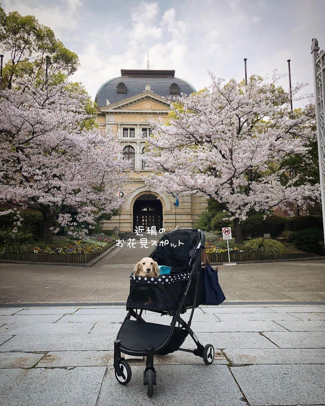 チズさんのインスタグラム写真 - (チズInstagram)「毎年訪れる🌸お花見スポット🌸 シニア🐶になると来年も この光景見せてあげれるようにと 願うばかり🙇‍♀️ ずっーと元気🐕🐾でいてよ😭  今年は自粛続きで寂しい春だけど 去年と変わらない桜の姿に自然のパワーを もらえた気がします💕  撮影📷R2.4.1  #兵庫県公館 #花見スポット #神戸#桜スポット巡り #エンジョイ！シニアライフ 🌱 #Mダックス#ダックス#ミニチュアダックス #親父犬#シニア犬#ミニチュアダックスフンド #ミニチュアダックスクリーム#短足部 #短足犬#カニンヘンダックス #ダックス14歳#カニンヘンダックスフンド#犬は家族#犬のいる生活#インスタでわんこみるのが日課 ♡♡」4月22日 2時57分 - sqi.chizu