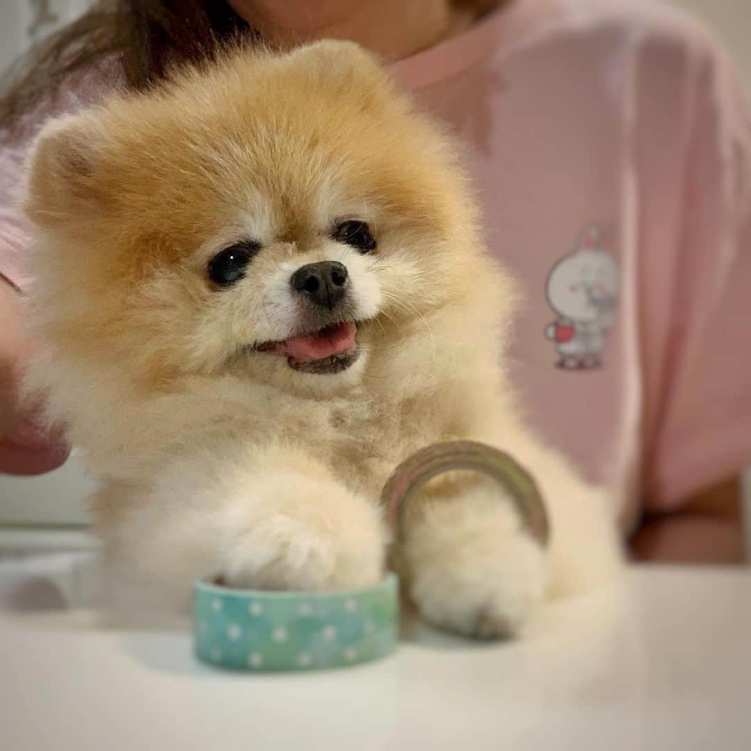 Ella Chuffyさんのインスタグラム写真 - (Ella ChuffyInstagram)「Happy Ella #tbt 📷 . . . . . . . . . #ellachuffy #pet #petstagram #pomeranianpage #dog_features #pomeraniansofinstagram #dogsofinstaworld #stayhome #cutedogs #pomeranian_lovers #pomeranianlife #pomeranianworld #teddybeardog #pomeranian #dogsofinstaworld #aplacetolovedogs #dogoftheday #justpomeranians #fluffypack #dogoftheday #anmlsposts #thedailypompom #picoftheday #iflmdog #犬 #狗 #everydaydoglover  #pomeranianww #justpomeranians @justpomeranian @tinnypaws」4月22日 4時08分 - missdiad