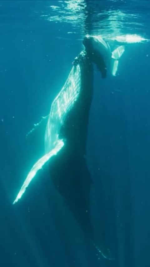 WildLifeのインスタグラム：「aka Mother Nature's reminder to humankind that we are not the only important species on this planet, we do not own this earth, nor do we need to conquer, kill & consume everything within it, we are just another interconnected organism trying to survive, we are not invincible or above the laws of nature, humans live & die just like everything else, Respect works both ways and if we don’t respect Mother Nature & our beautiful Planet Earth, well then, she will just eat us alive. Take this time to reset yourself, reset your path, reconnect with your family, reconnect with your purpose, reconnect with Planet Earth & coexist… #repost What comes after COVID-19? This video message from the virus to humankind is a chilling reminder that our future is intimately connected with all other life on Earth. We know where the pandemic came from, and we know how to stop the next one. It's time to make our voices heard. Enough is enough. Now that our own vulnerability has been laid bare, it's time to demand #ExtinctionEndsHere -- for all life on Earth. TAKE ACTION: ExtinctionEndsHere.org Video: @SeaLegacy & @global_wildlife_conservation #covid19 #abc4explore #iloveplanetearth」