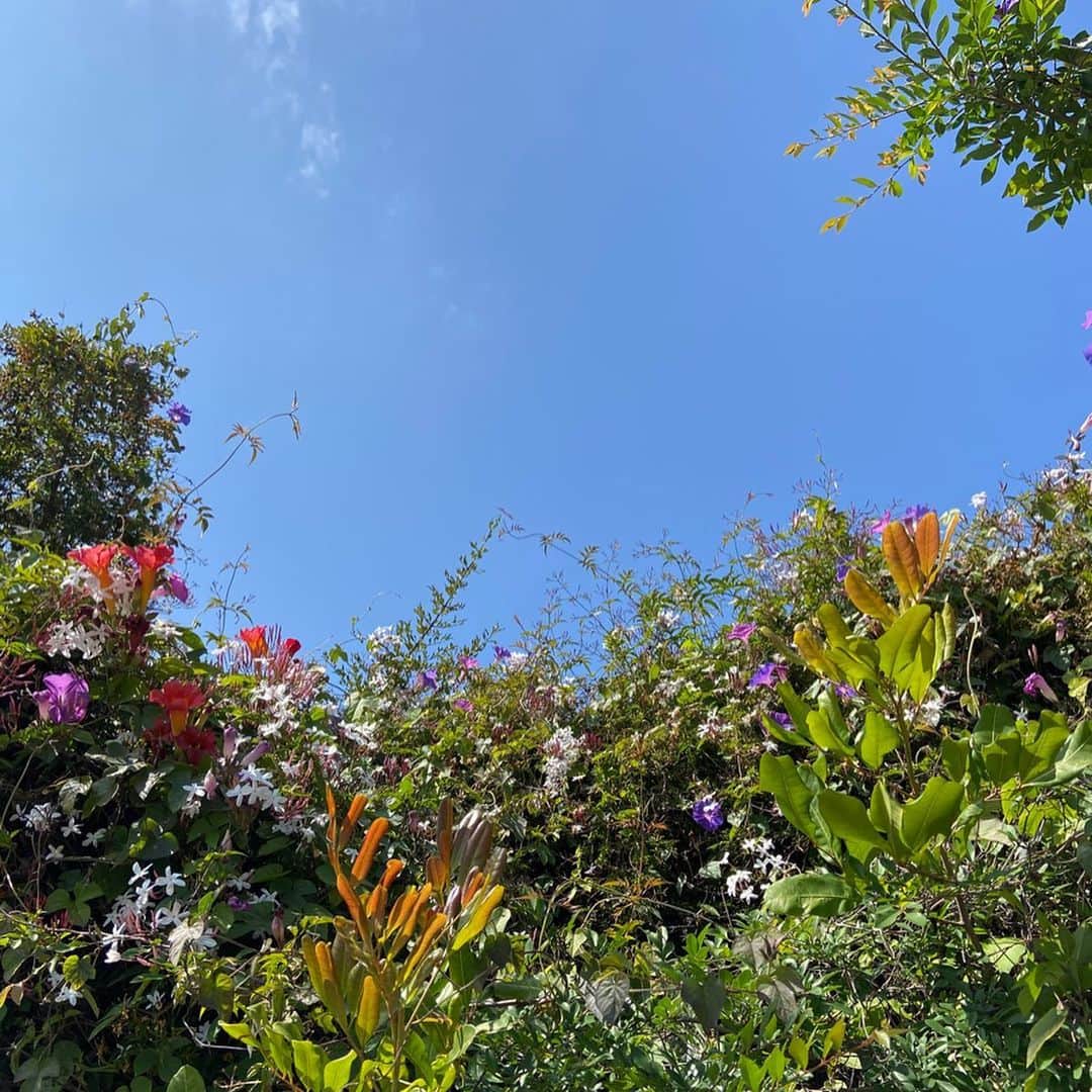 アリシア・デブナム・キャリーのインスタグラム：「Self Care in the Time of Quarantine.  Ft. flowers that made me happy, friends that make me happy and bread I did not make (despite everyone else making bread). The ebbs and flows can be tricky but trying to find peace in these moments. Hope you’re all finding some moments that make you happy too. 🧚🏼」