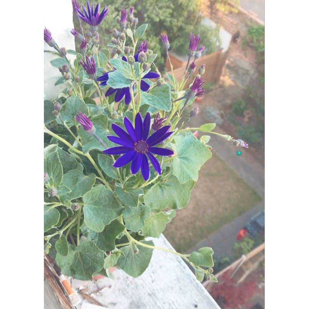 のインスタグラム：「あとお花飼い始めました。 名前はブタ。 このお花の種類わかる人、教えてください🙏 . . . note読んでくださった方ありがとうございました🌞コメントすんごい嬉しいです.. 不定期に書かせていただきます✌️」