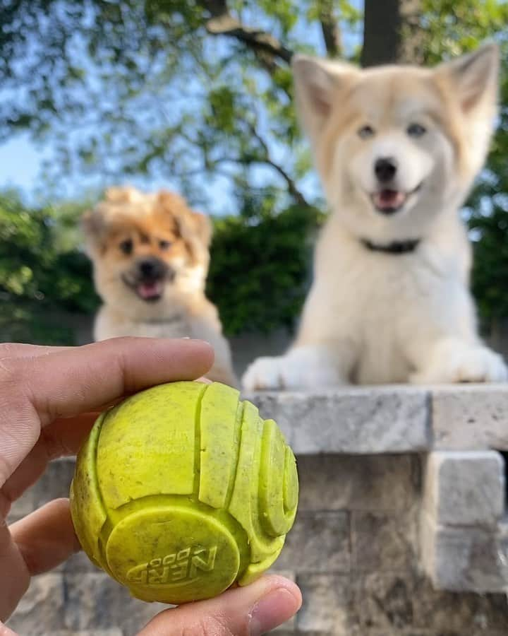 カルロス・コレアのインスタグラム：「Pups Love Quarantine ❤️ @grootrocketcorrea」