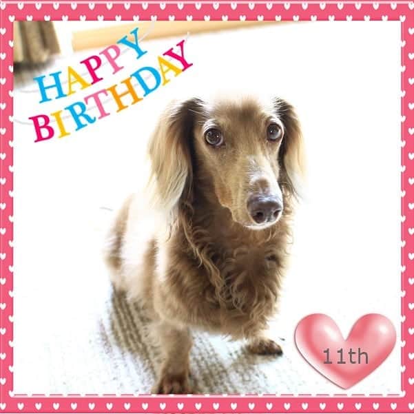 くるみんのインスタグラム：「* 🎁Happy☆BIRTHDAY🎁  今日はこむぎさんの11歳の誕生日💐 昨日の健康診断では大きな問題もなく、元気に11歳を迎えることができました😆  これからも美味しいものをたくさん食べて、健康でいようね💓 * #ミニチュアダックスフンド #ミニチュアダックスフント #ミニチュアダックス #イザベラタン #イザベラ #ダックス多頭飼い #ダックスフント #ダックス部 #ダックス大好き #ダックスフンド #ダックス #11歳 #誕生日 #お誕生日 #お誕生日おめでとう #誕生日おめでとう #わんこなしでは生きていけません会 #いぬばか部 #いぬすたぐらむ #短足部 #dachshundgram #dachshund #dogstagram #all_dog_japan #east_dog_japan #instagramdog #instadachs #todayswanko #7pets_1day #happybirthday」
