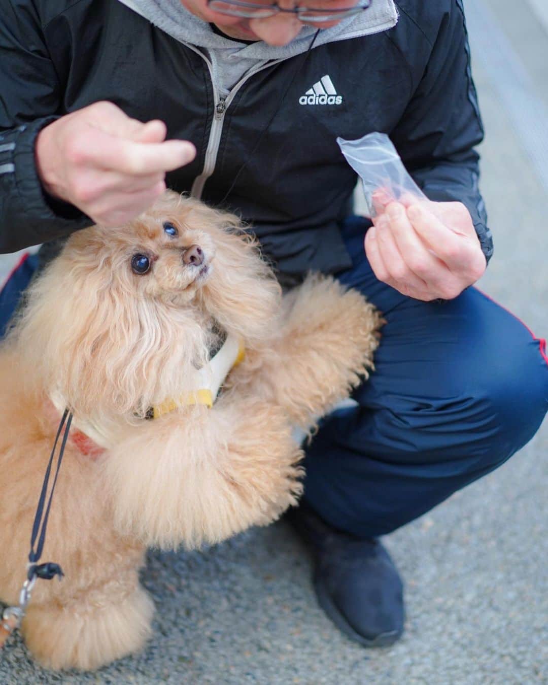 Toypoodle Mikuru?Asakusa Tokyoのインスタグラム：「20200422 Wednesday. Good morning! Friends 💕 そのオニク🍖ゼンブ みくるのー😆 . #肉活 #あさんぽ #コロナに負けるな」