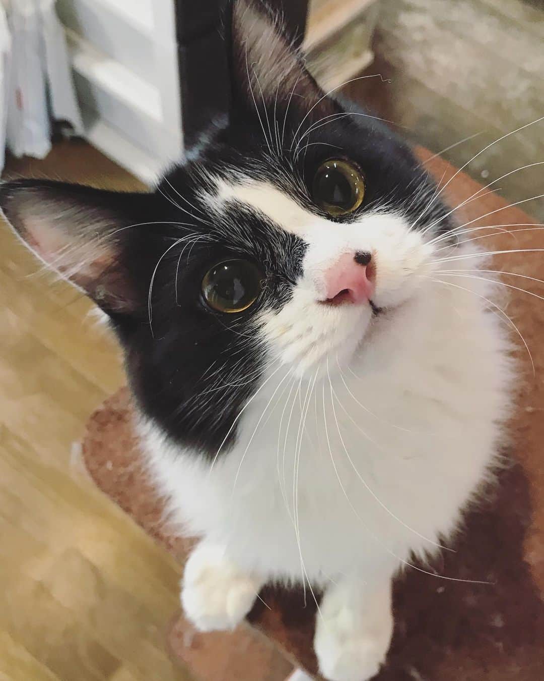 もじゃころのインスタグラム：「おはようございます。  ドリンドリンのバンドリンです。  #坂東玉隠しシャシャ丸  #ボーダーコリ男」