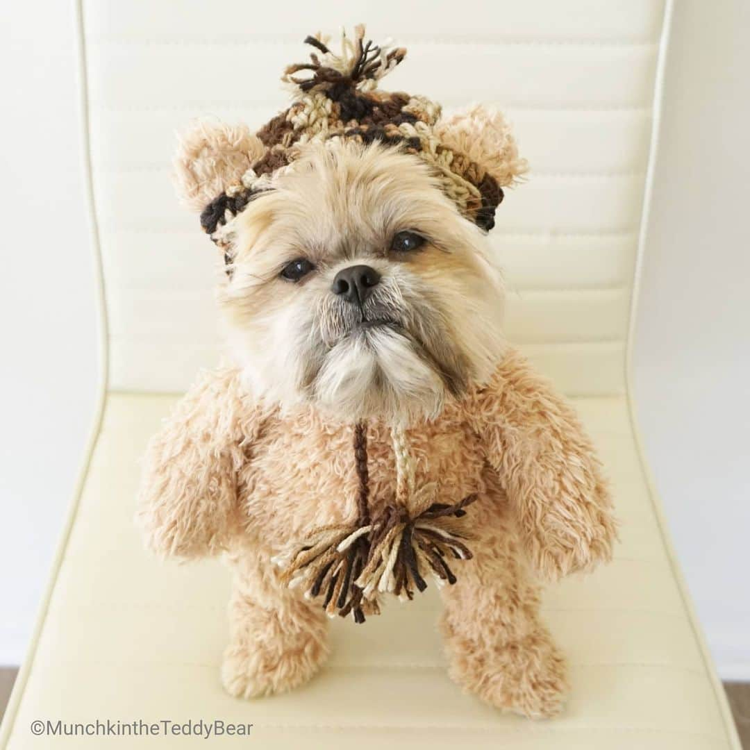 Original Teddy Bear Dogさんのインスタグラム写真 - (Original Teddy Bear DogInstagram)「My next door tzu neighbor's grandma knitted him this hat but his noggin is too big so now I have a hat 🤠🐶🐻」4月22日 8時49分 - munchkintheteddybear