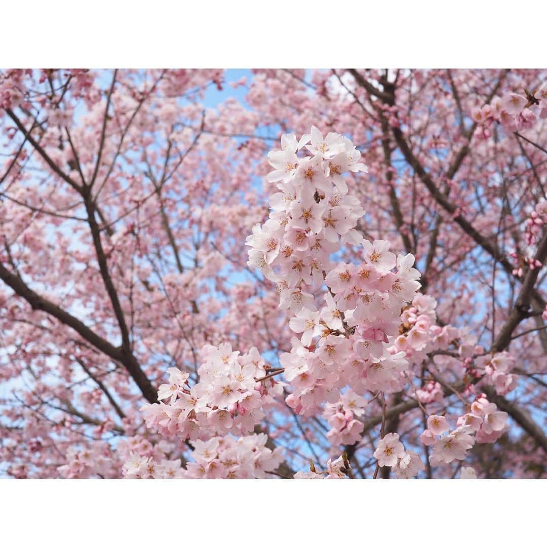 小川あゆ美さんのインスタグラム写真 - (小川あゆ美Instagram)「. 来年、また会おう。🌸」4月22日 8時58分 - ayumi_ogawa
