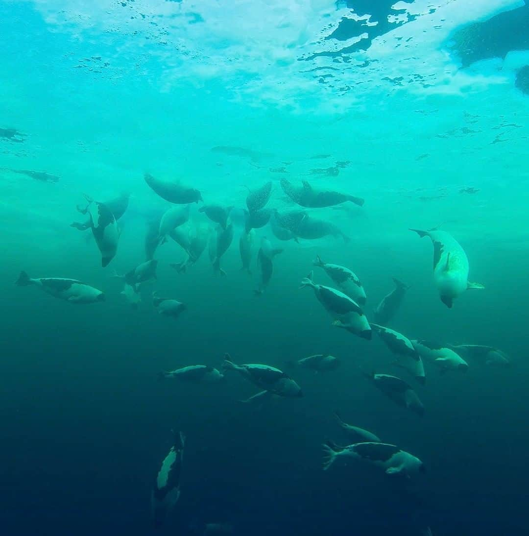 National Geographic Travelさんのインスタグラム写真 - (National Geographic TravelInstagram)「Photo by @bertiegregory | Male harp seals take turns breathing through a small opening in the sea ice in the Gulf of St. Lawrence, Quebec, Canada. As far as we can tell, this is the first time such a large group—more than 50—of these seals has been photographed underwater. These males were waiting near thousands of females who would soon abandon their pups and become ready to mate. The adult males and females then headed north on their annual migration.  Follow @bertiegregory for more wildlife adventures. #wildlife #harpseal #polar #underwater #arctic」4月22日 9時04分 - natgeotravel